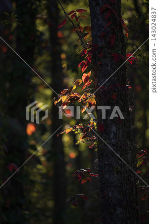 Autumnal leaves Autumnal leaves 143024837