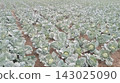Wide-angle perspective shot of a vast agricultural field with long rows of fresh green cabbages growing in rich soil, perfectly capturing themes of commercial vegetable farming, organic agriculture pr 143025090