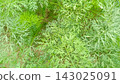 High-angle full-frame shot of dense green shatavari or wild asparagus plants with feathery fine needles growing lushly in a garden, capturing concepts of herbal medicine, natural remedies, botanical b 143025091