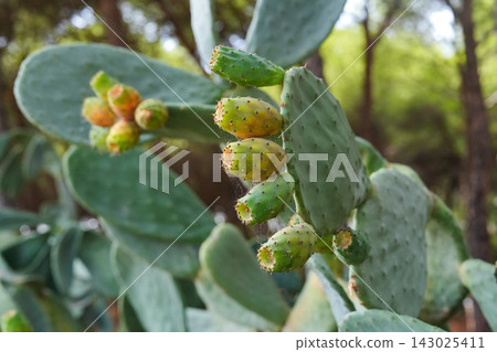 Prickly pear cactus with fruit outdoors Prickly pear cactus with fruit outdoors 143025411