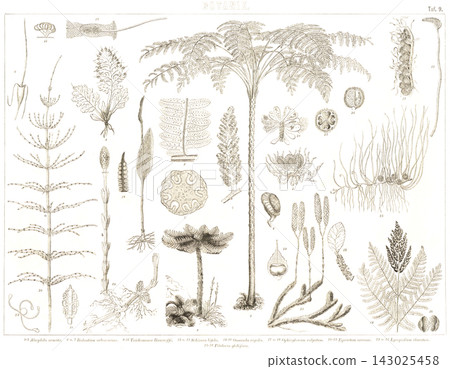 Antique illustrations: European encyclopedia, botany Antique illustrations: European encyclopedia, botany 143025458