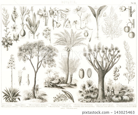 Antique illustrations: European encyclopedia, botany Antique illustrations: European encyclopedia, botany 143025463