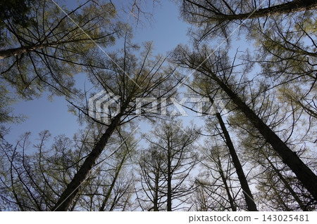 Deciduous pine Deciduous pine 143025481