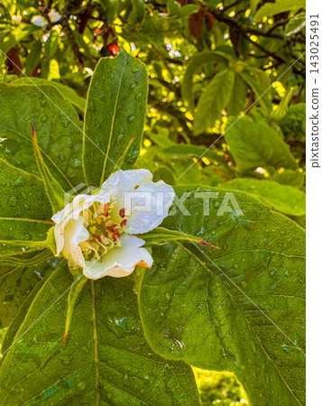 A flower of the common medlar, Mespilus germanica A flower of the common medlar, Mespilus germanica 143025491