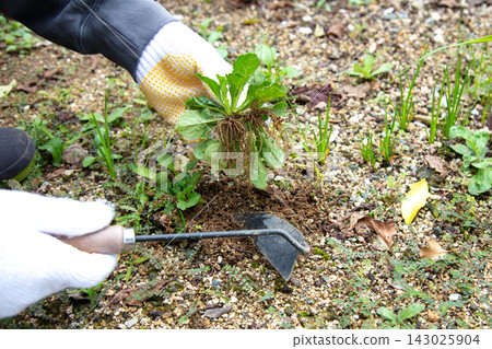 The hands of a weeder The hands of a weeder 143025904