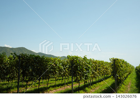 Vineyard rows flourish under blue sky in scenic countryside Vineyard rows flourish under blue sky in scenic countryside 143026076