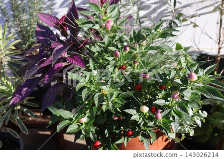 觀賞辣椒和馬藍的混植。 觀賞辣椒和馬藍的混植。 143026214