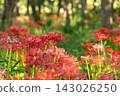 Red spider lily receiving sunlight in the forest 143026250