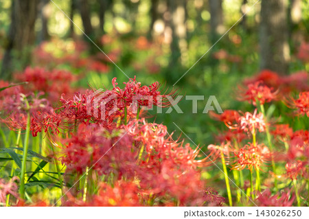 紅蜘蛛百合在森林裡接受陽光 紅蜘蛛百合在森林裡接受陽光 143026250
