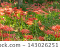 red spider lily 143026251