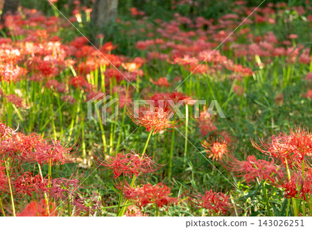紅蜘蛛百合 紅蜘蛛百合 143026251