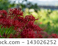 Cluster amaryllis blooming in the river 143026252