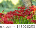 In the shade of the trees at Kinchakuda in autumn, a close-up of the fully bloomed spider lilies. 143026253
