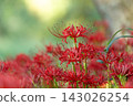 red spider lily 143026254