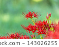 Photographing red spider lilies in the shade of the trees at Kinchakuda in autumn 143026255
