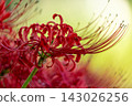 red spider lily 143026256
