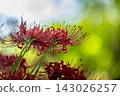 Photographing red spider lilies in the shade of the trees at Kinchakuda in autumn 143026257