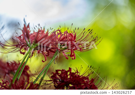 Photographing red spider lilies in the shade of the trees at Kinchakuda in autumn Photographing red spider lilies in the shade of the trees at Kinchakuda in autumn 143026257