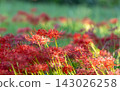 red spider lily 143026258