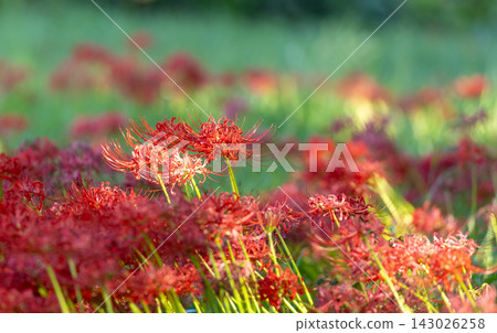 red spider lily red spider lily 143026258
