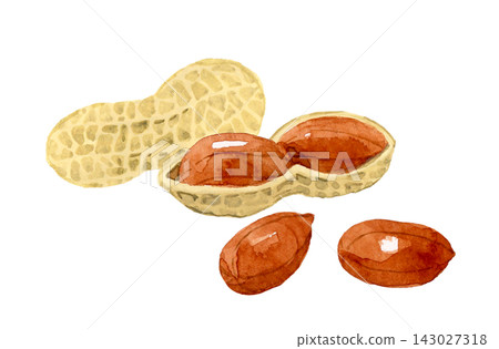 Peanuts in their shells and with their thin skins - Hand-drawn watercolor illustration material Peanuts in their shells and with their thin skins - Hand-drawn watercolor illustration material 143027318