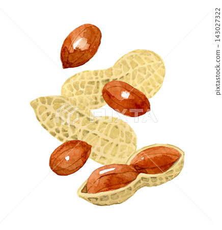 Peanuts in their shells and with their thin skins - Hand-drawn watercolor illustration material Peanuts in their shells and with their thin skins - Hand-drawn watercolor illustration material 143027322