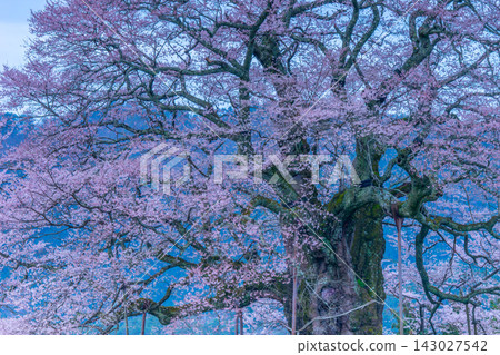 醍醐櫻樹(岡山縣),估計樹齡1000年。 醍醐櫻樹(岡山縣),估計樹齡1000年。 143027542