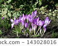 Colchicum flowers blooming in a neighbor's garden 143028016