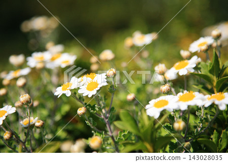 Delicate white chrysanthemums bathed in soft light Delicate white chrysanthemums bathed in soft light 143028035