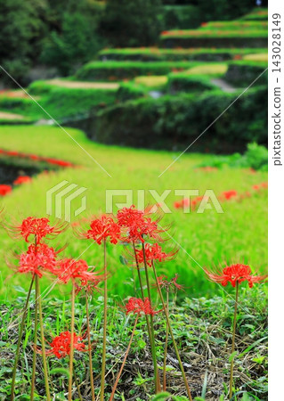 秋季河岸盛開的石蒜花 秋季河岸盛開的石蒜花 143028149