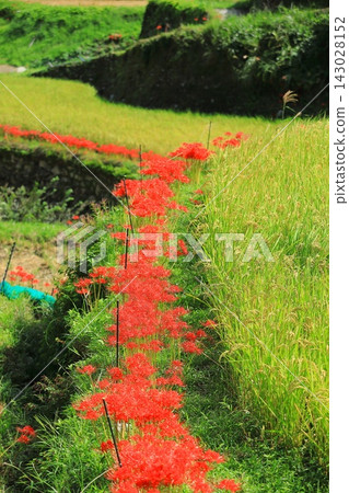 秋季河岸盛開的石蒜花 143028152