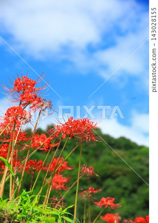 秋季河岸盛開的石蒜花 秋季河岸盛開的石蒜花 143028155