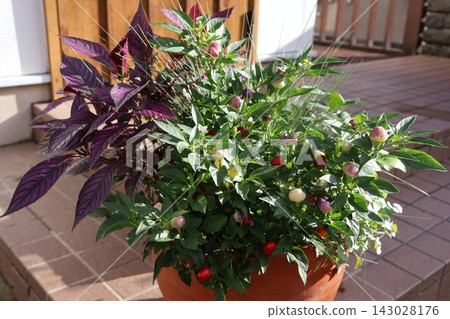 觀賞辣椒和馬藍的混植。 觀賞辣椒和馬藍的混植。 143028176