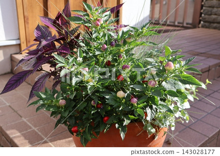 觀賞辣椒和馬藍的混植。 觀賞辣椒和馬藍的混植。 143028177