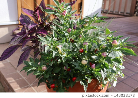 觀賞辣椒和馬藍的混植。 觀賞辣椒和馬藍的混植。 143028178