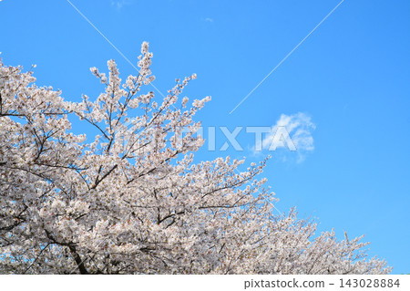 櫻花風景在大廈公園 櫻花風景在大廈公園 143028884