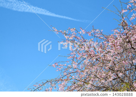 Scenery of cherry blossoms in the building park Scenery of cherry blossoms in the building park 143028888