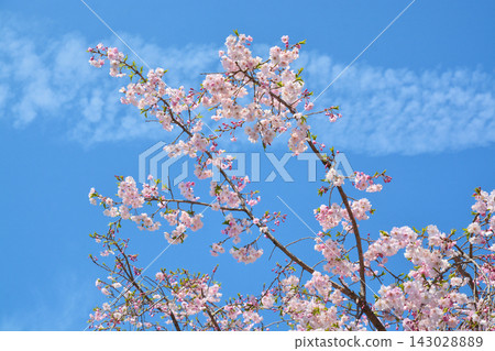 Scenery of cherry blossoms in the building park Scenery of cherry blossoms in the building park 143028889