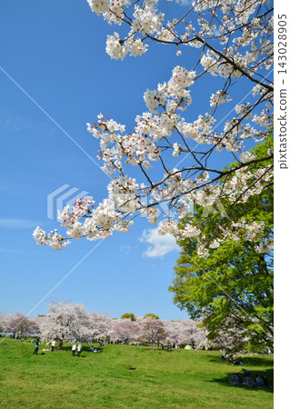 Scenery of cherry blossoms in the building park Scenery of cherry blossoms in the building park 143028905