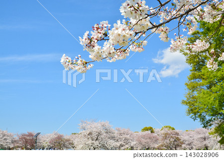 Scenery of cherry blossoms in the building park Scenery of cherry blossoms in the building park 143028906