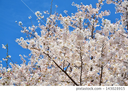 Scenery of cherry blossoms in the building park Scenery of cherry blossoms in the building park 143028915