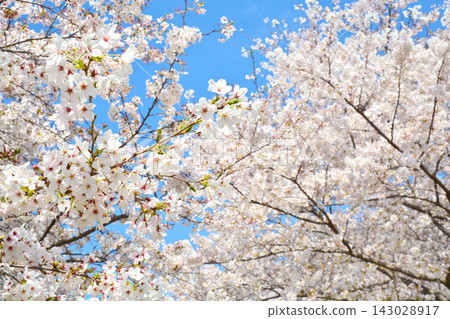 櫻花風景在大廈公園 櫻花風景在大廈公園 143028917