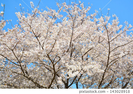 櫻花風景在大廈公園 櫻花風景在大廈公園 143028918