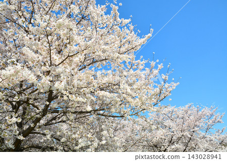 櫻花風景在大廈公園 櫻花風景在大廈公園 143028941