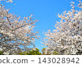 Scenery of cherry blossoms in the building park 143028942