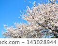 Scenery of cherry blossoms in the building park 143028944