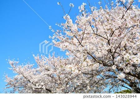 Scenery of cherry blossoms in the building park Scenery of cherry blossoms in the building park 143028944