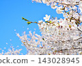 Scenery of cherry blossoms in the building park 143028945