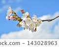 Scenery of cherry blossoms in the building park 143028963