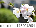 Scenery of cherry blossoms in the building park 143028964